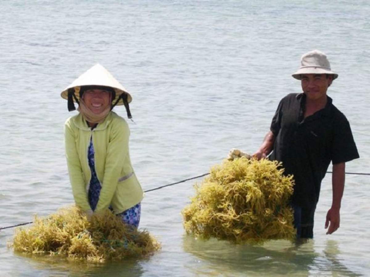 Cottonii Seaweed view 7